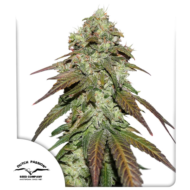 CBD Mazar · Semilla de colección