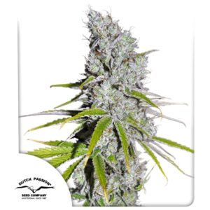 Cbd skunk haze