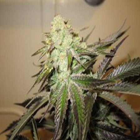 818 headband aka sour og (6) 100% the cali connection