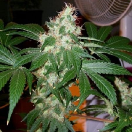Chem valley kush (6) 100% the cali connection