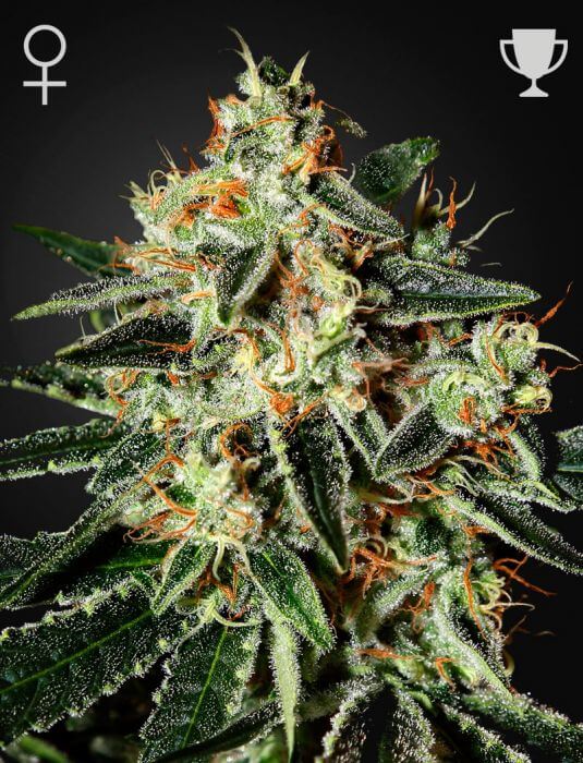 Cheese 100% green house
