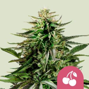 Cherry pie