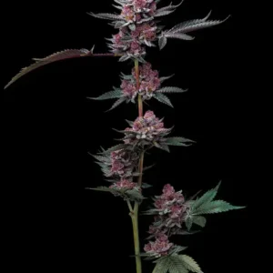 Cherry poppers barneys farm