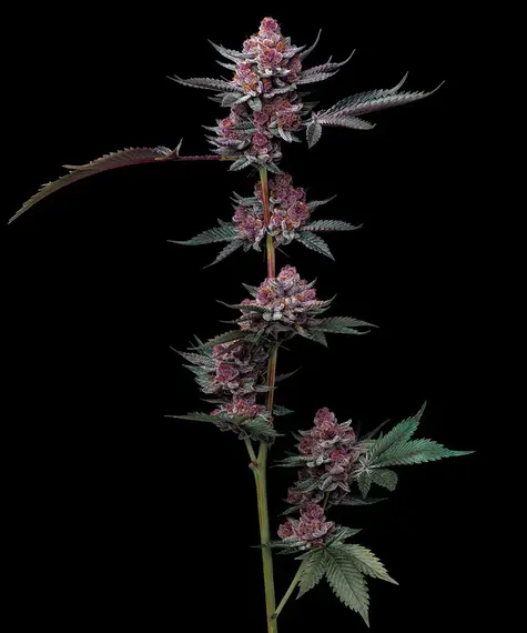 Cherry poppers barneys farm