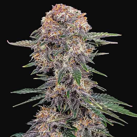 Cherry cola auto auto fastbuds