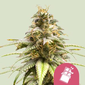 Chocolate haze