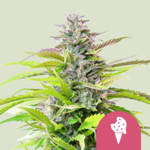 Cookies gelato