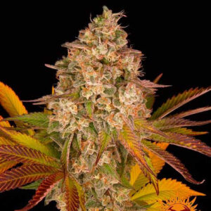 Cookies kush auto barney's farm seeds