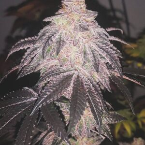 Cookies sherbert auto