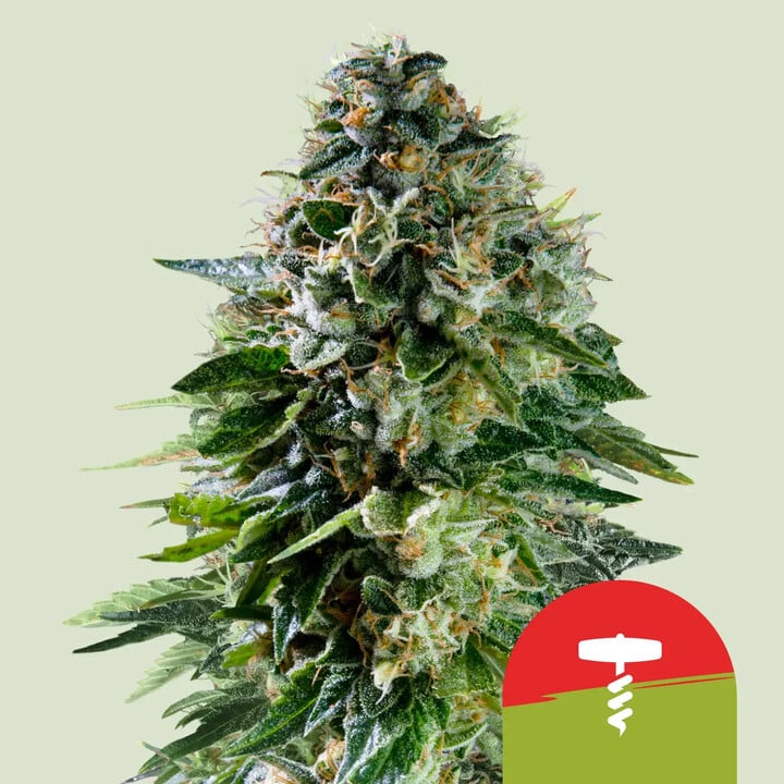 Corkscrew auto