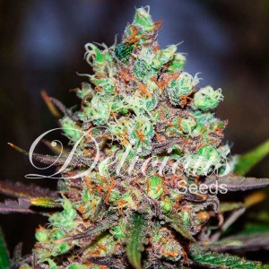 Cotton candy kush 100 % delicious
