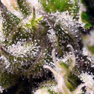 Cream caramel auto