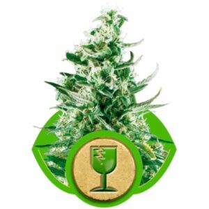 Royal critical automatic