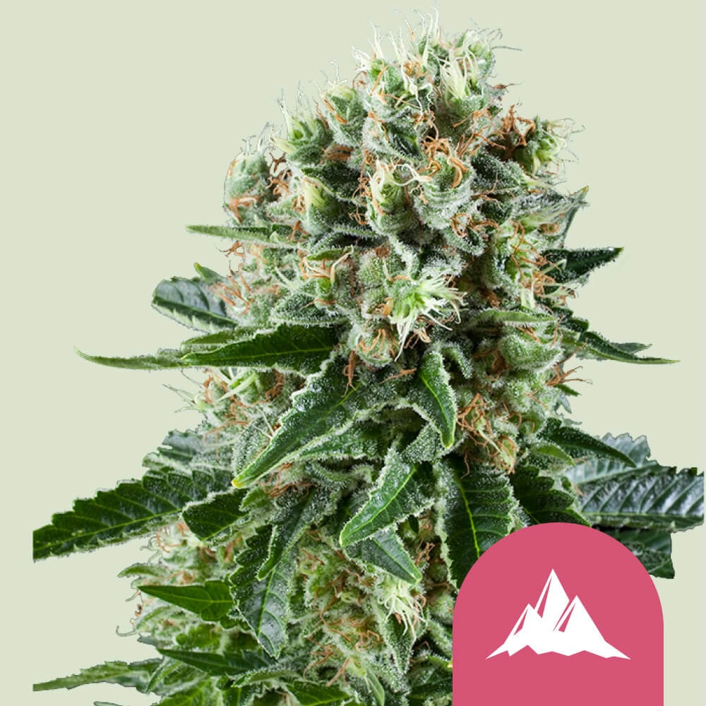 Critical kush