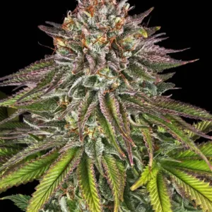 Critical kush 100% barney´s farm seeds