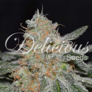 Critical neville haze 2.0 100% delicious