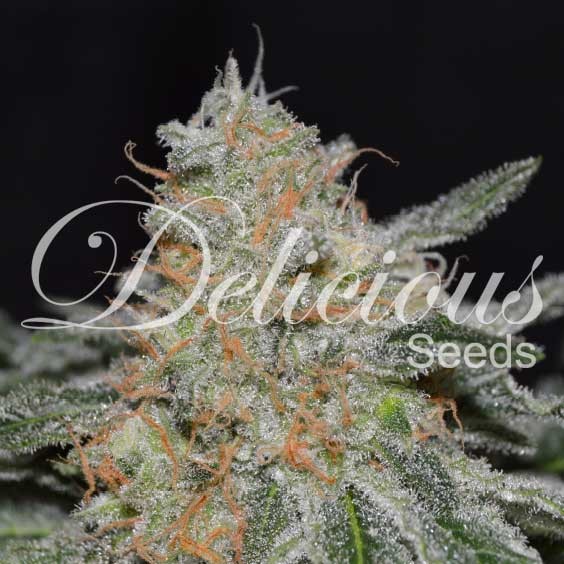 Critical neville haze 2.0 100% delicious