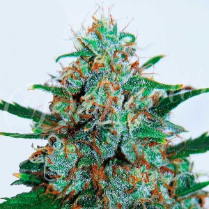 Critical neville haze auto 100% delicious