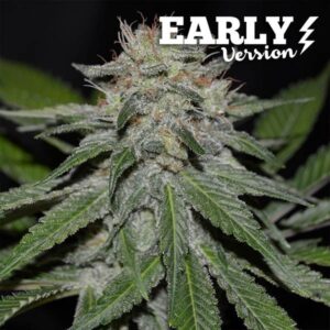 Critical neville haze early version (3) 100% delicious