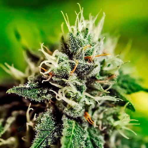 Critical 47 (5) auto positronics