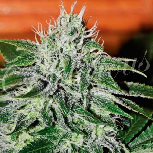 Critical jack herer 100% delicious