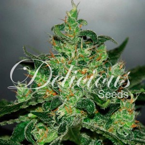 Critical x jack herer auto delicious