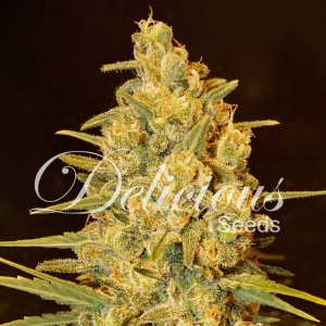 Critical sensi star 100% delicious