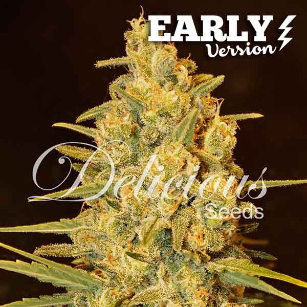 Critical sensi star early version 100% delicious