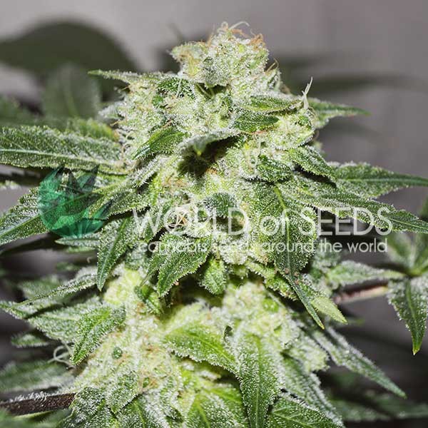 Chronic haze
