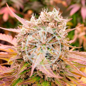 Dark lemonade auto (3) delicious