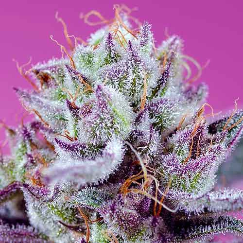 Diablo's delight xl auto
