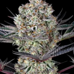 Dos si dos 33 barney's farm seeds