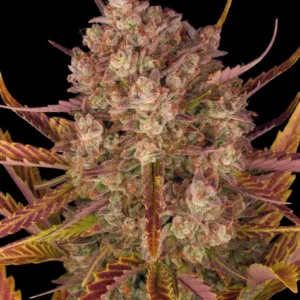 Dos si dos auto barney´s farm seeds