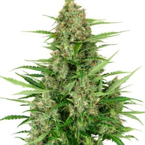 Double kush cake auto