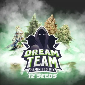 Dream team feminized mix (12) bsf
