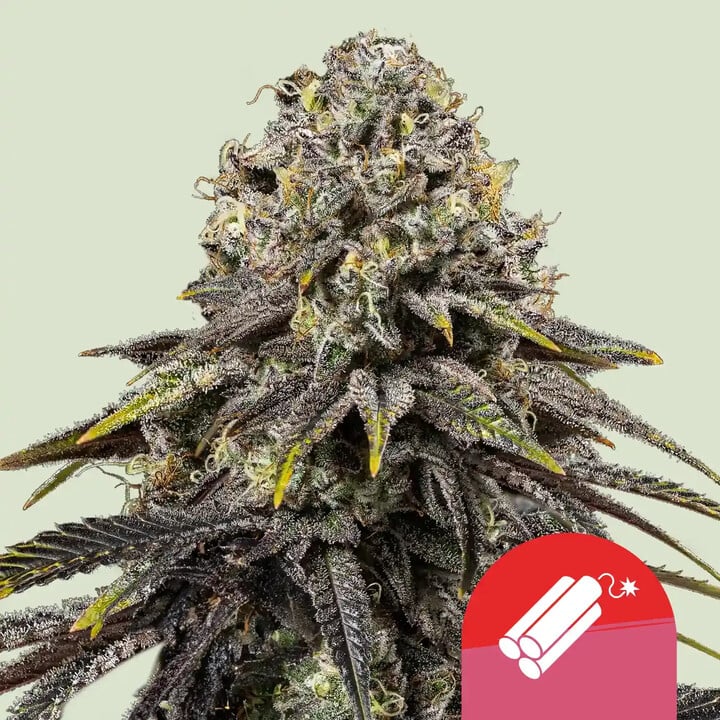 Dynamite diesel