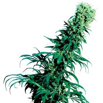 Early pearl regular(10) sensi seeds