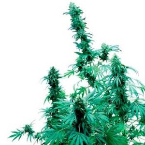 Early skunk regular (10) sensi seeds