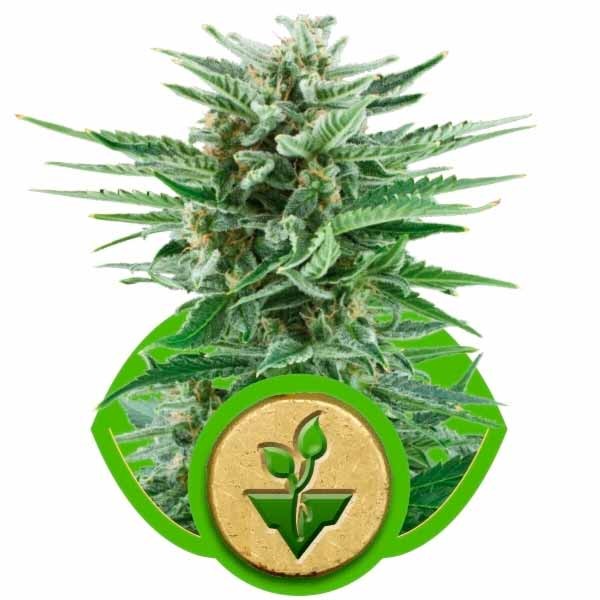 Easy bud automatica