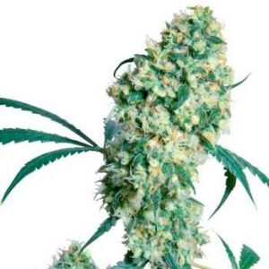 Ed rosenthal super bud regular (10) sensi seeds