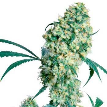 Ed rosenthal super bud regular (10) sensi seeds