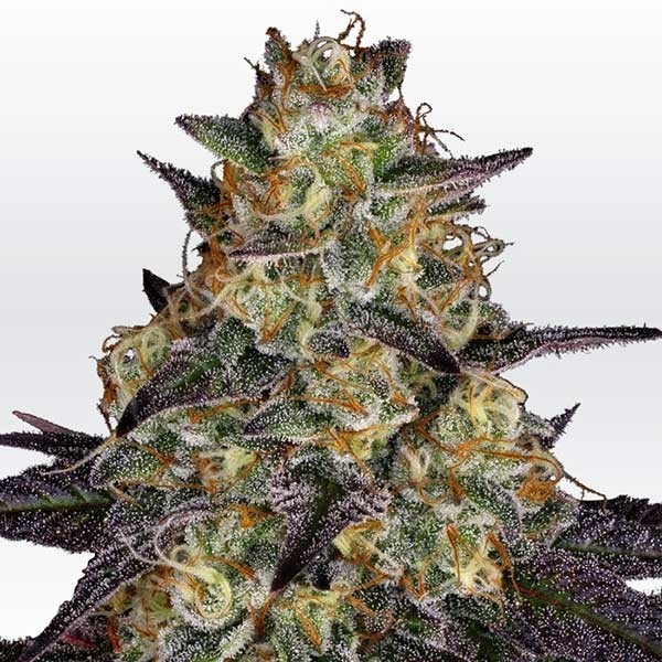 El dorado og