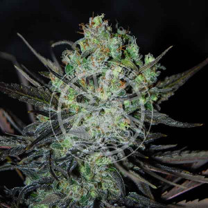 Eleven roses auto 100% delicious