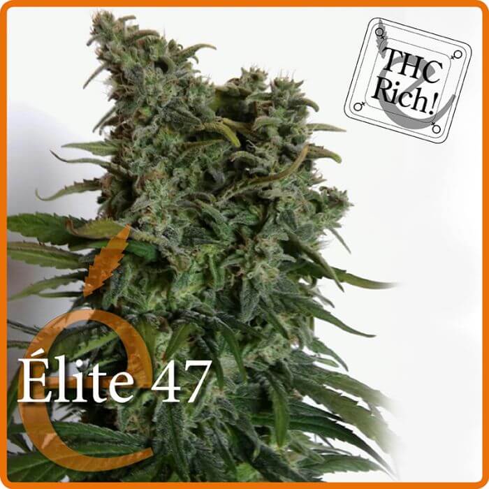 Elite 47 100% excelent line