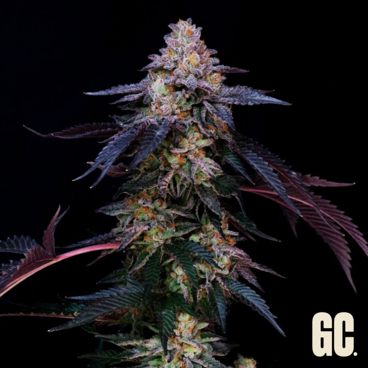 Candy keit auto xl
