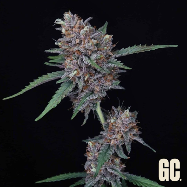 Rainbow apples auto