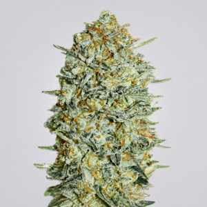 Gelato 33 Granel