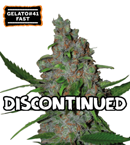 Gelato 41 fast