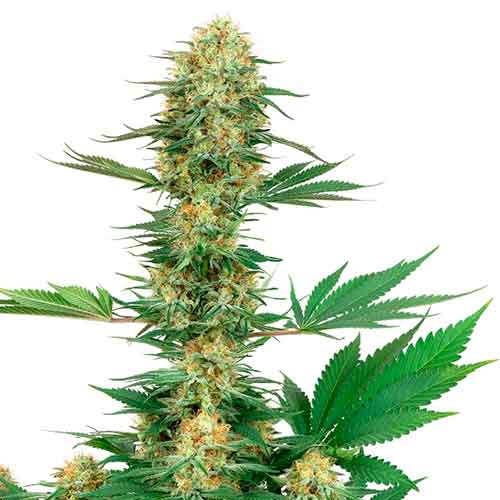 Gelato 420 (3) 100% sensi seeds