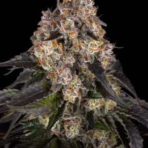 Girl scout cookies (1) barney's farm seeds